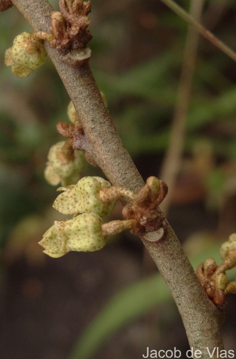 Elaeagnus latifolia L.